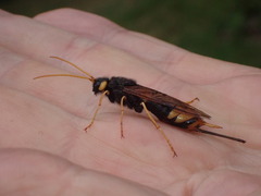 Urocerus gigas