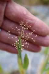 Panicum capillare