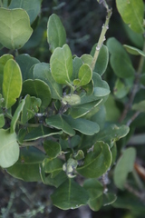 Olea capensis capensis