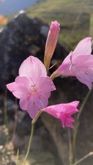 Gladiolus hirsutus
