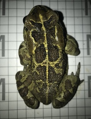 Sclerophrys pantherina
