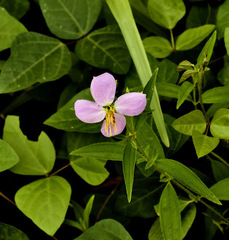 Rhexia virginica