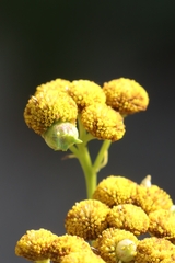 Rhopalomyia tanaceticola