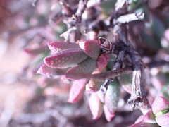 Ruschia intricata