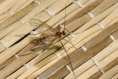 Macrocera