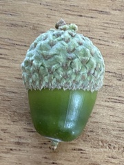Quercus gambelii