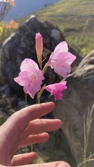 Gladiolus hirsutus