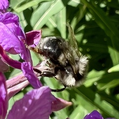 Apinae