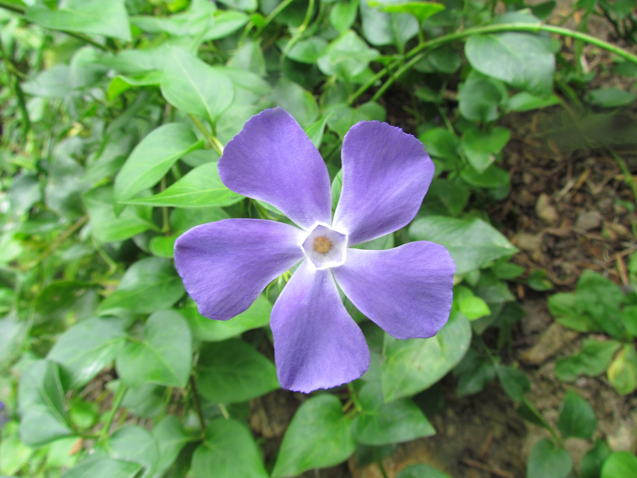 Vinca image