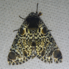 Harrisimemna trisignata