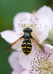 Sericomyia chalcopyga