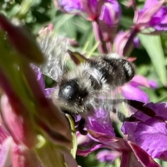 Apinae