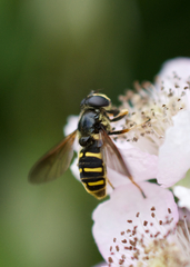 Sericomyia chalcopyga
