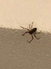 Larinioides sclopetarius