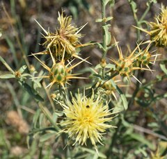 Centaurea solstitialis