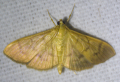 Psara obscuralis