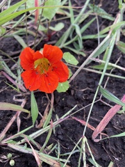 Tropaeolum majus