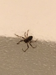 Larinioides sclopetarius