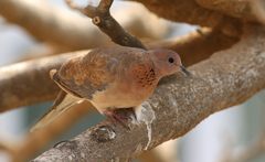 Streptopelia senegalensis