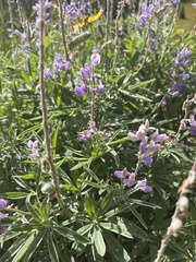 Lupinus argenteus
