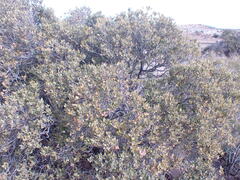 Euclea crispa ovata