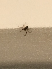 Larinioides sclopetarius
