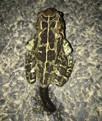 Sclerophrys pantherina
