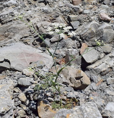 Astrodaucus littoralis
