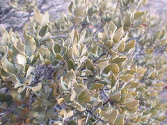 Euclea crispa ovata