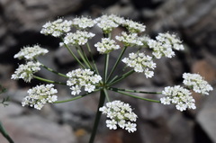 Astrodaucus littoralis