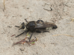 Laphria gibbosa