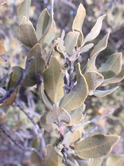 Euclea crispa ovata