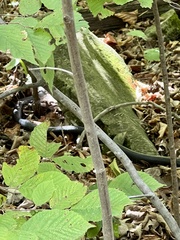 Pantherophis obsoletus
