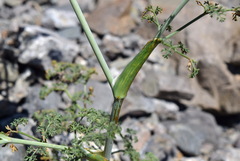 Astrodaucus littoralis