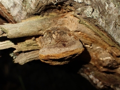 Fomitiporia hippophaeicola