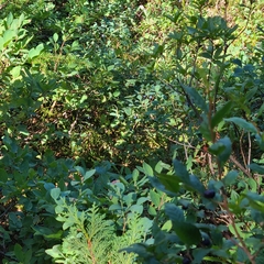 Vaccinium uliginosum