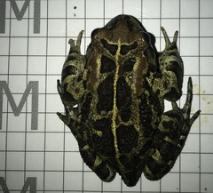 Sclerophrys pantherina