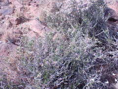 Felicia filifolia