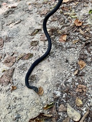 Pantherophis obsoletus