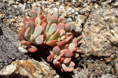 Sedum obtusatum