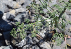 Astrodaucus littoralis