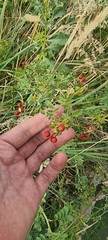 Rosa beggeriana