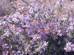 Felicia filifolia