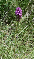 Anacamptis pyramidalis