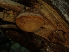 Fomitiporia hippophaeicola