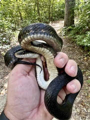 Pantherophis obsoletus