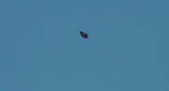 Pyrrhocorax pyrrhocorax