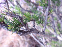 Felicia filifolia