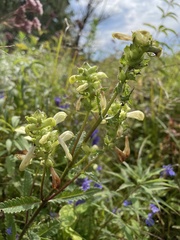 Pedicularis lanceolata