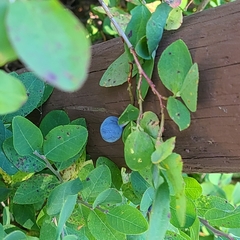 Vaccinium uliginosum